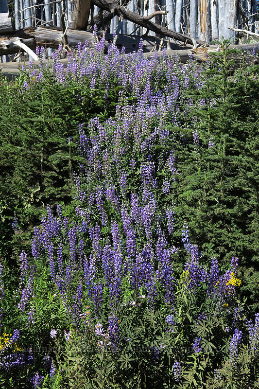 lupines (Lupinus latifolius) [Cloud Cap Road, Mt. Hood National Forest, Hood River County, Oregon]