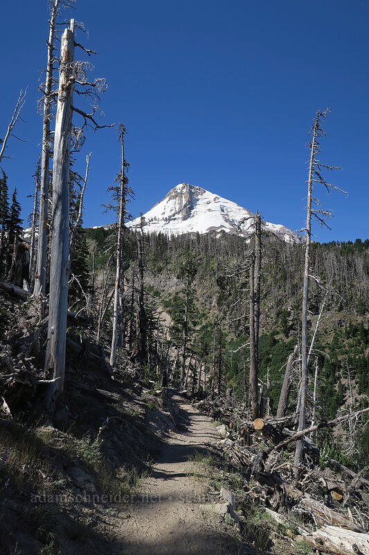 Mt. Hood [Timberline Trail, Mt. Hood National Forest, Hood River County, Oregon]