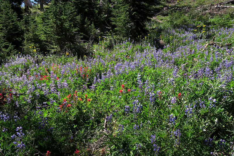 wildflowers [Timberline Trail, Mt. Hood Wilderness, Hood River County, Oregon]
