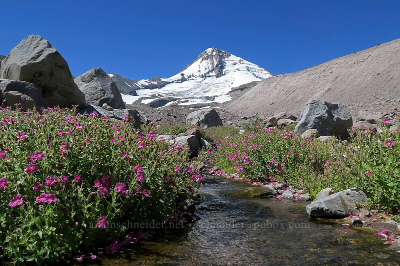 Lewis' monkeyflower & Mount Hood (Erythranthe lewisii (Mimulus lewisii)) [Eliot Glacier outwash plain, Mt. Hood Wilderness, Hood River County, Oregon]