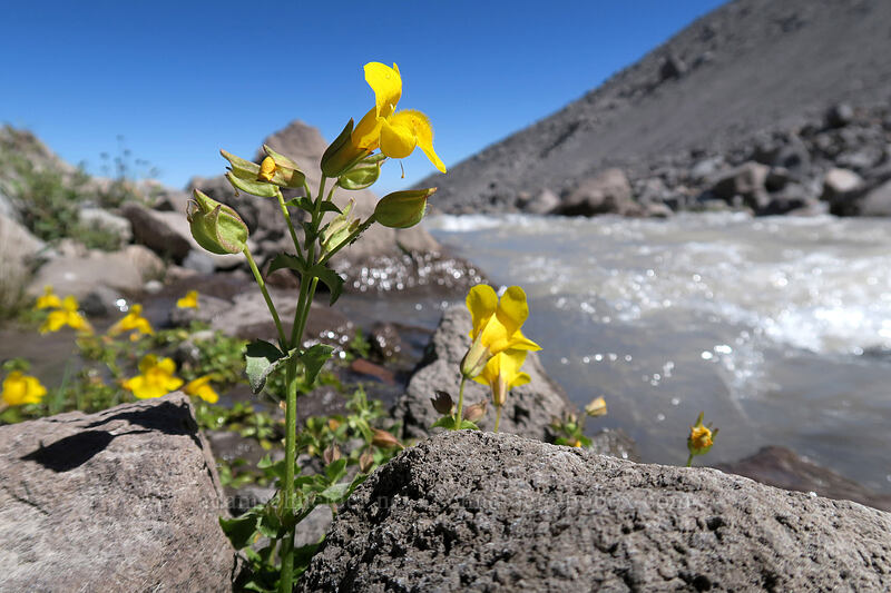 yellow monkeyflower (Erythranthe guttata (Mimulus guttatus)) [Eliot Glacier outwash plain, Mt. Hood Wilderness, Hood River County, Oregon]