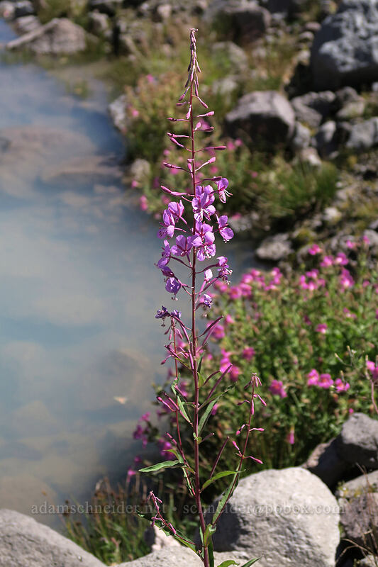 fireweed & Lewis' monkeyflower (Chamerion angustifolium (Chamaenerion angustifolium) (Epilobium angustifolium), Erythranthe lewisii (Mimulus lewisii)) [Eliot Glacier outwash plain, Mt. Hood Wilderness, Hood River County, Oregon]