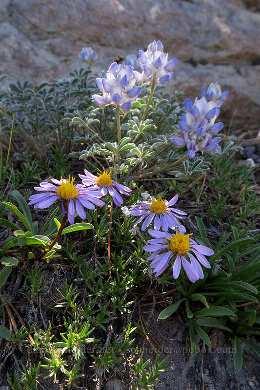 tundra asters & dwarf lupines (Oreostemma alpigenum var. alpigenum (Aster alpigenus), Lupinus lepidus var. lobbii) [Cooper Spur, Mt. Hood Wilderness, Hood River County, Oregon]