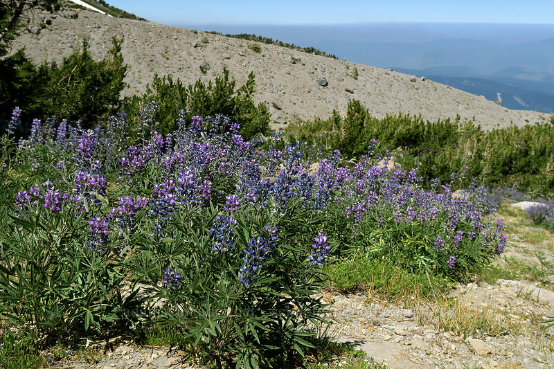 lupines (Lupinus latifolius) [Cooper Spur, Mt. Hood Wilderness, Hood River County, Oregon]