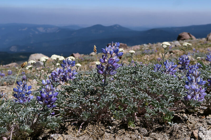 dwarf lupine & dwarf yarrow (Lupinus lepidus var. lobbii, Achillea millefolium) [Cooper Spur, Mt. Hood Wilderness, Hood River County, Oregon]