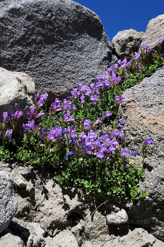 Davidson's penstemon (Penstemon davidsonii) [Timberline Trail, Mt. Hood Wilderness, Hood River County, Oregon]
