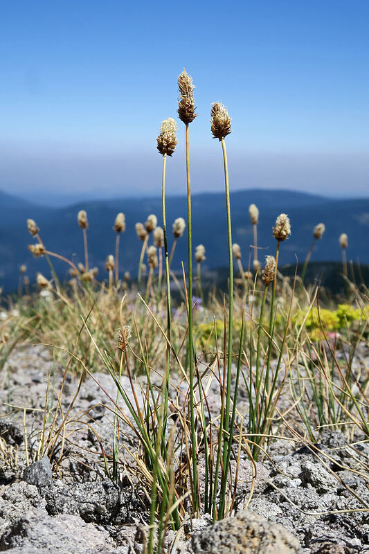 Brewer's sedge (Carex breweri) [Timberline Trail, Mt. Hood Wilderness, Hood River County, Oregon]