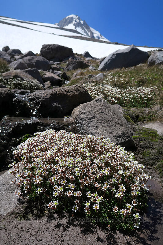 Tolmie's saxifrage (Micranthes tolmiei (Saxifraga tolmiei)) [Timberline Trail, Mt. Hood Wilderness, Hood River County, Oregon]
