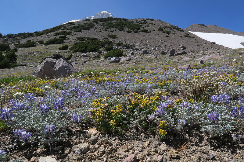 alpine wildflowers [Timberline Trail, Mt. Hood Wilderness, Hood River County, Oregon]