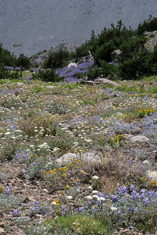 alpine wildflowers [Timberline Trail, Mt. Hood Wilderness, Hood River County, Oregon]