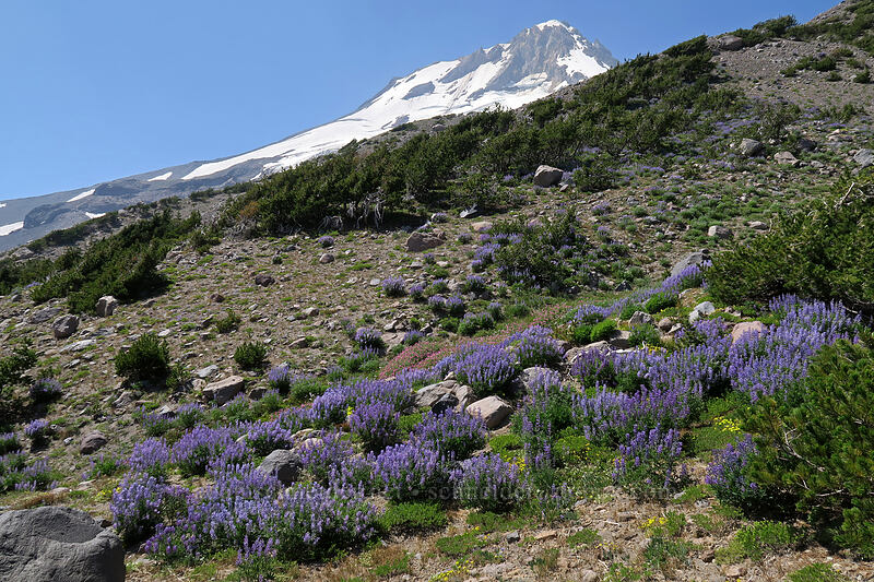 wildflowers [Timberline Trail, Mt. Hood Wilderness, Hood River County, Oregon]