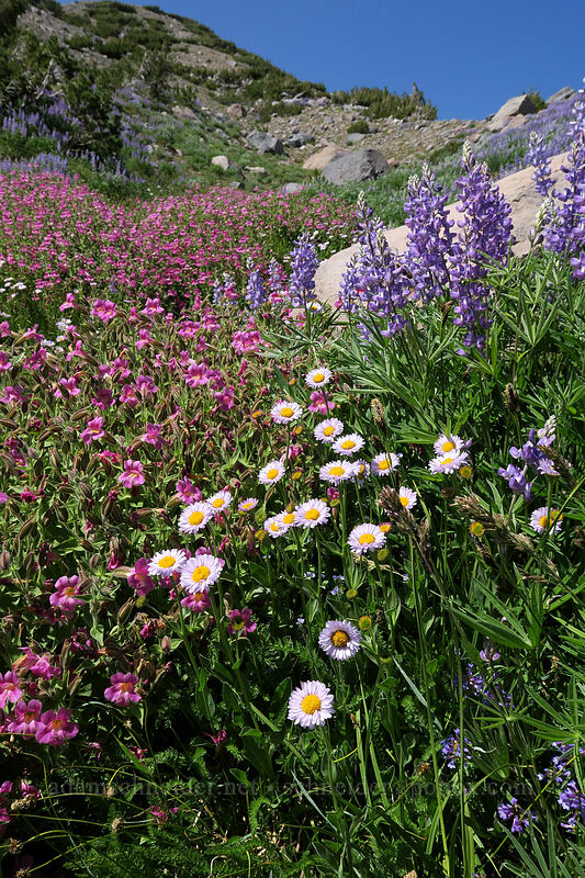 wildflowers [Timberline Trail, Mt. Hood Wilderness, Hood River County, Oregon]