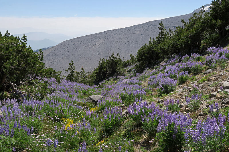 wildflowers [Timberline Trail, Mt. Hood Wilderness, Hood River County, Oregon]