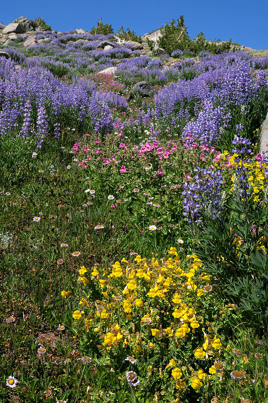 wildflowers [Timberline Trail, Mt. Hood Wilderness, Hood River County, Oregon]