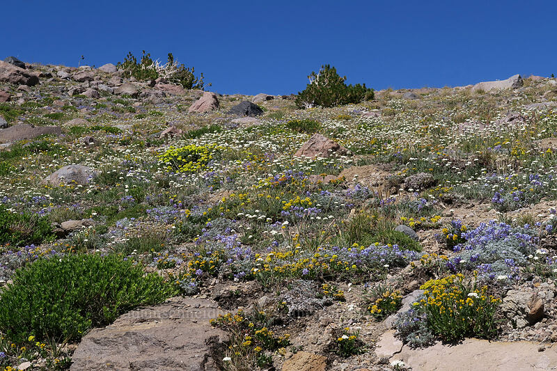 alpine wildflowers [Timberline Trail, Mt. Hood Wilderness, Hood River County, Oregon]