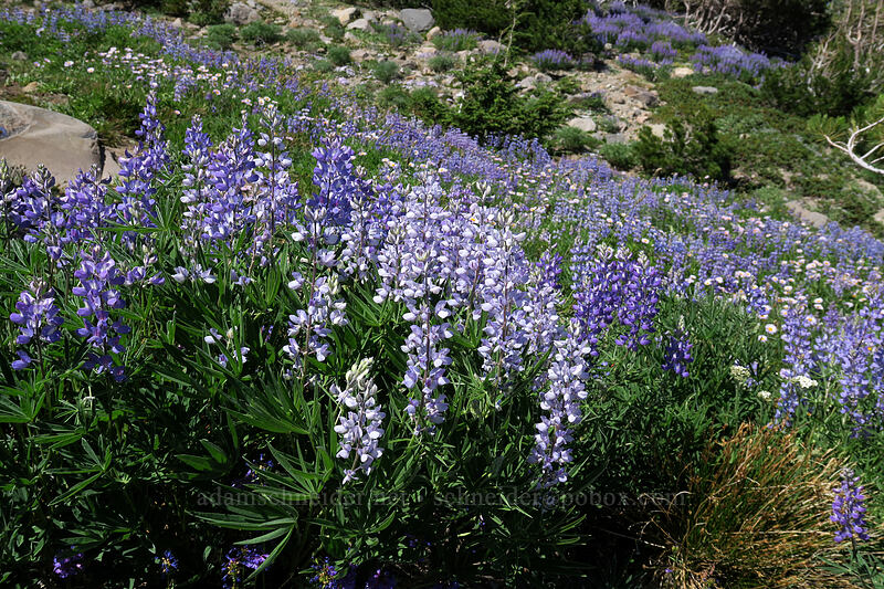 lupines (Lupinus latifolius) [Timberline Trail, Mt. Hood Wilderness, Hood River County, Oregon]