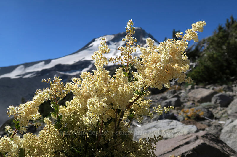 ocean spray (Holodiscus discolor) [Gnarl Ridge, Mt. Hood Wilderness, Hood River County, Oregon]