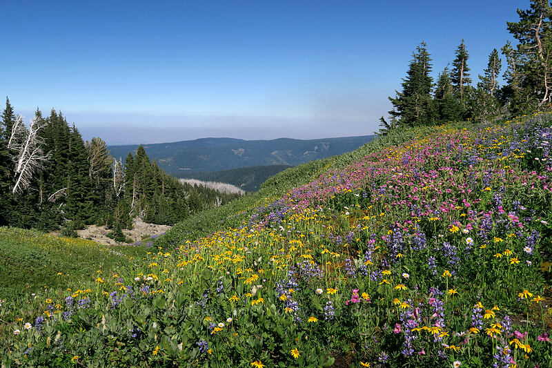 wildflowers [Timberline Trail, Mt. Hood Wilderness, Hood River County, Oregon]