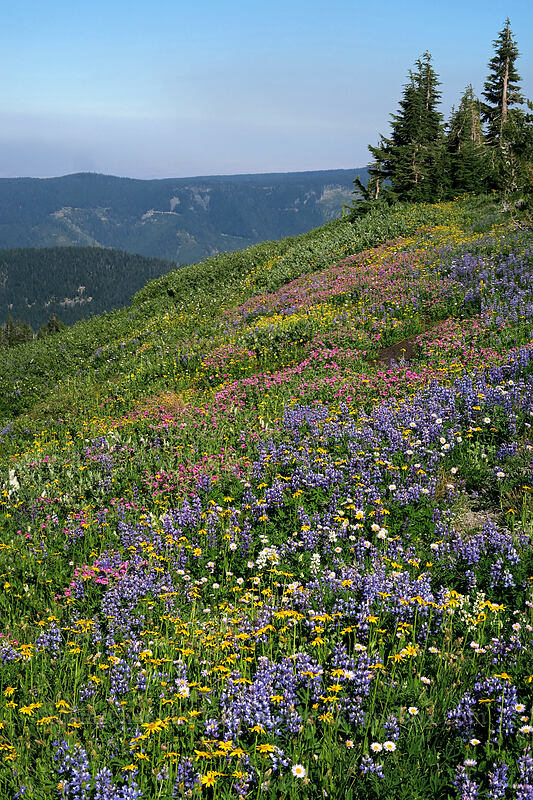 wildflowers [Timberline Trail, Mt. Hood Wilderness, Hood River County, Oregon]