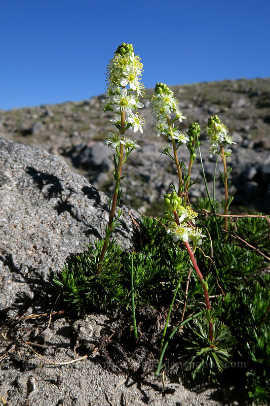 partridgefoot (Luetkea pectinata) [Timberline Trail, Mt. Hood Wilderness, Hood River County, Oregon]