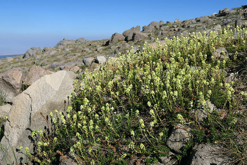 partridgefoot (Luetkea pectinata) [Timberline Trail, Mt. Hood Wilderness, Hood River County, Oregon]