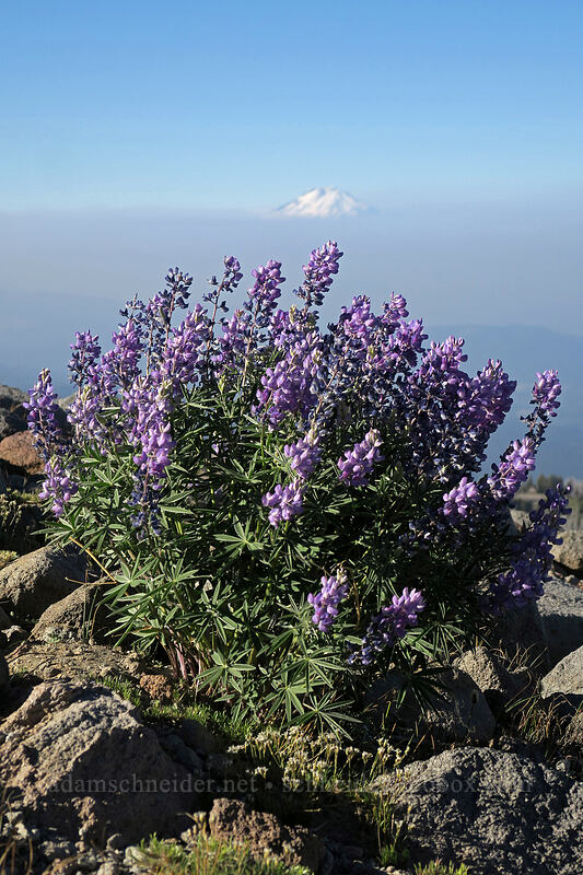 lupines (Lupinus latifolius) [Timberline Trail, Mt. Hood Wilderness, Hood River County, Oregon]
