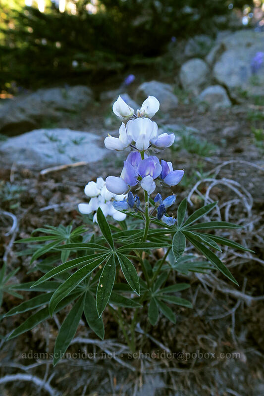 white lupine (Lupinus latifolius) [Timberline Trail, Mt. Hood Wilderness, Hood River County, Oregon]