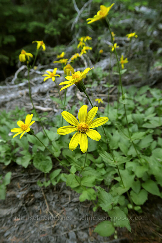 arnica (Arnica sp.) [Timberline Trail, Mt. Hood Wilderness, Hood River County, Oregon]