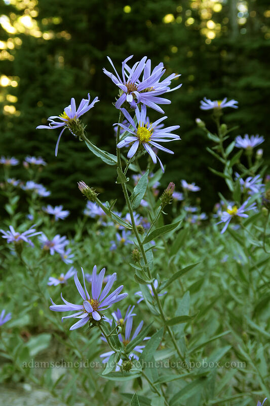 Cascade asters (Doellingeria ledophylla (Eucephalus ledophyllus) (Aster ledophyllus)) [Timberline Trail, Mt. Hood National Forest, Hood River County, Oregon]