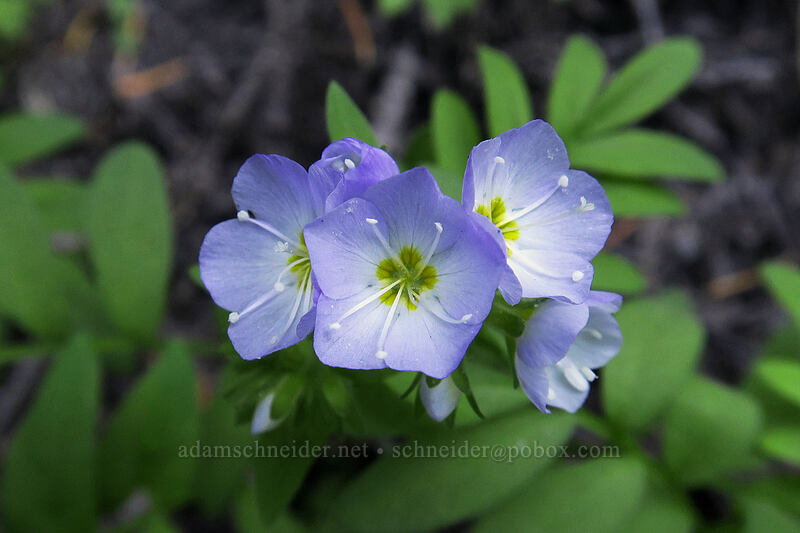 California Jacob's-ladder (Polemonium californicum) [Timberline Trail, Mt. Hood National Forest, Hood River County, Oregon]