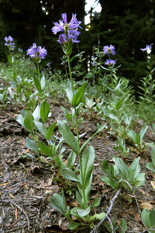 glaucous penstemon (Penstemon euglaucus) [Timberline Trail, Mt. Hood National Forest, Hood River County, Oregon]