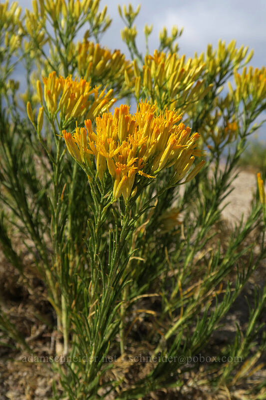 rabbitbrush (Ericameria nauseosa (Chrysothamnus nauseosus)) [Horseshoe Meadows Road, Inyo National Forest, Inyo County, California]