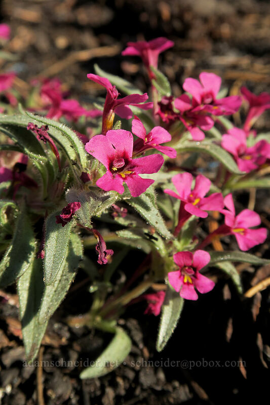 dwarf purple monkeyflower (Diplacus nanus (Mimulus nanus)) [Cottonwood Creek, Golden Trout Wilderness, Inyo County, California]