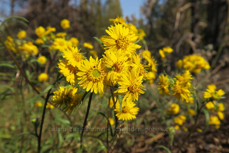damned yellow composite [Cottonwood Creek, Golden Trout Wilderness, Inyo County, California]