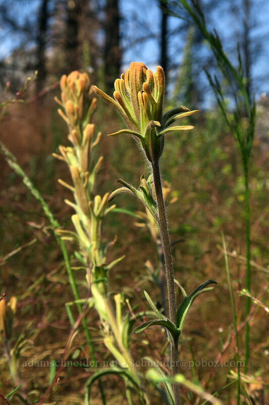 Salmon Creek paintbrush (Castilleja praeterita) [Cottonwood Creek, Golden Trout Wilderness, Inyo County, California]