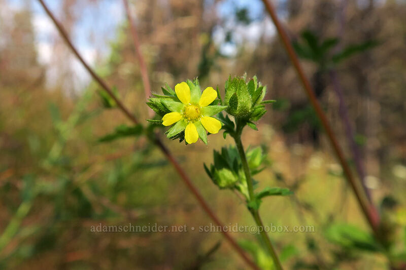 sticky cinquefoil (Drymocallis sp. (Potentilla glandulosa)) [Cottonwood Creek, Golden Trout Wilderness, Inyo County, California]