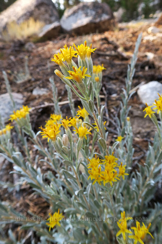 gray horsebrush (Tetradymia canescens) [Cottonwood Creek, Golden Trout Wilderness, Inyo County, California]