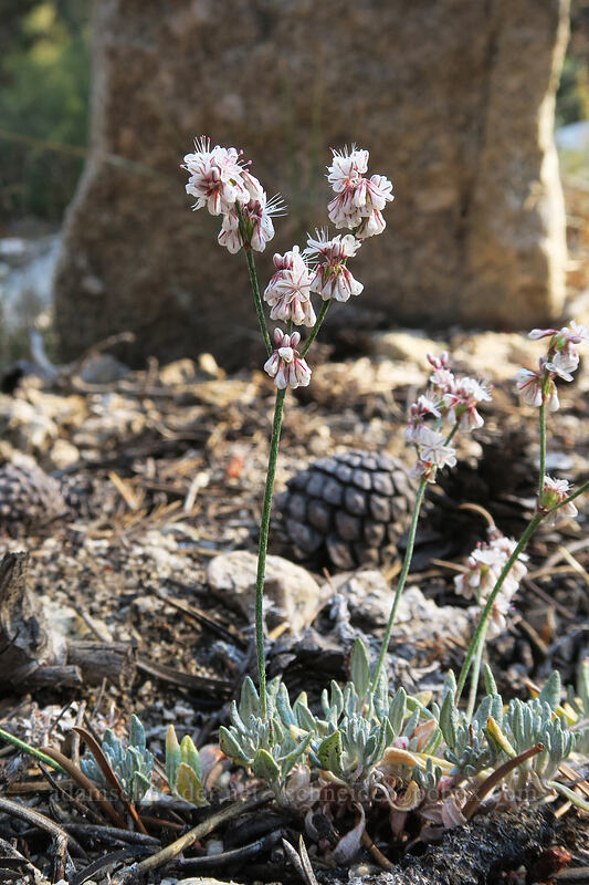 Wright's buckwheat (bastard-sage) (Eriogonum wrightii) [Cottonwood Creek, Golden Trout Wilderness, Inyo County, California]