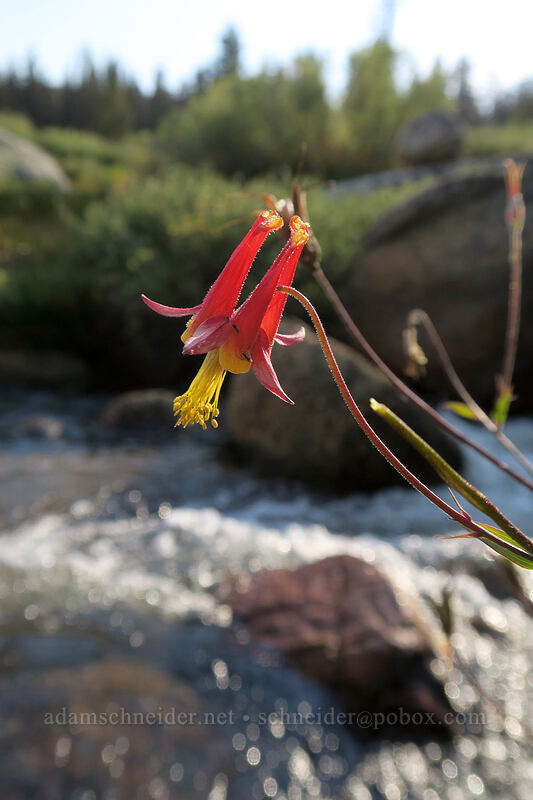 western columbine (Aquilegia formosa) [Cottonwood Creek, Golden Trout Wilderness, Inyo County, California]