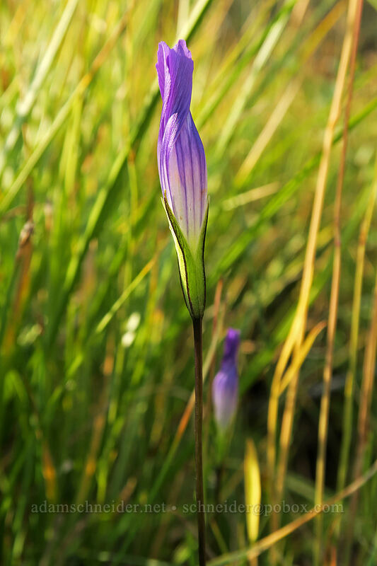 Sierra gentian (Gentianopsis holopetala) [Cottonwood Creek, Golden Trout Wilderness, Inyo County, California]
