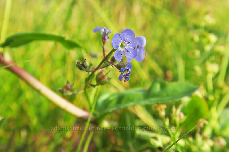 American speedwell (Veronica americana) [Cottonwood Creek, Golden Trout Wilderness, Inyo County, California]