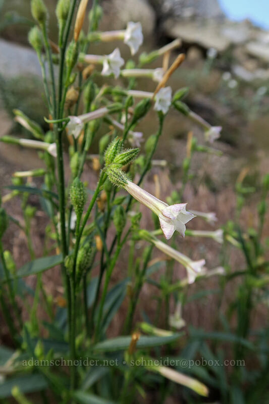 wild tobacco (Nicotiana attenuata) [Horseshoe Meadows Road, Inyo National Forest, Inyo County, California]