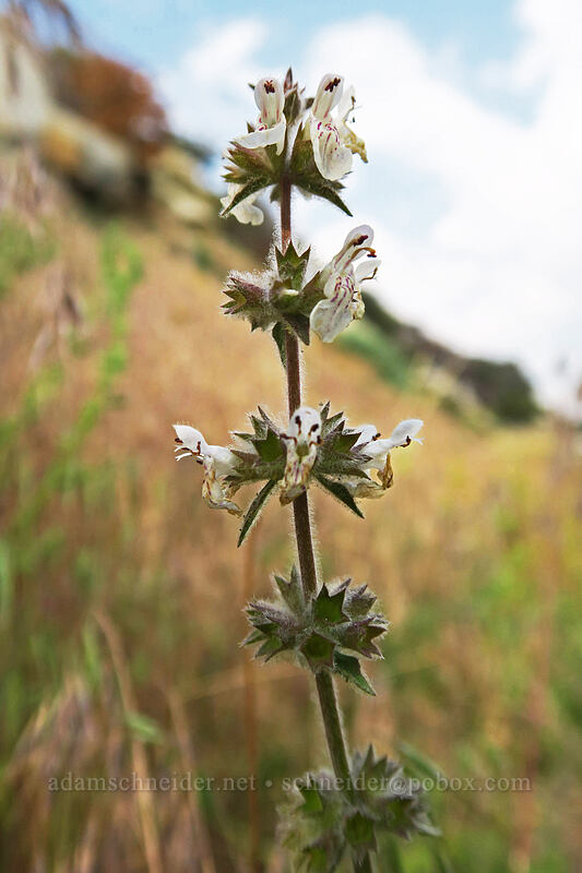 hedge-nettle (Stachys rigida) [Horseshoe Meadows Road, Inyo National Forest, Inyo County, California]