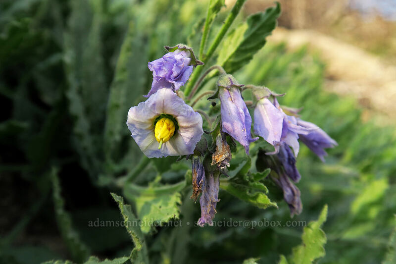 chaparral nightshade (Solanum xanti) [Horseshoe Meadows Road, Inyo National Forest, Inyo County, California]