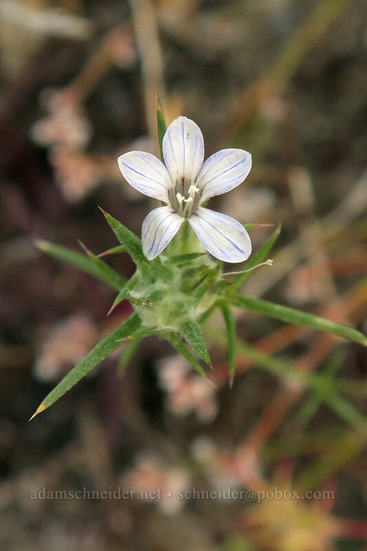 Wilcox's woolly-star (Eriastrum wilcoxii (Eriastrum sparsiflorum var. wilcoxii)) [Horseshoe Meadows Road, Inyo National Forest, Inyo County, California]