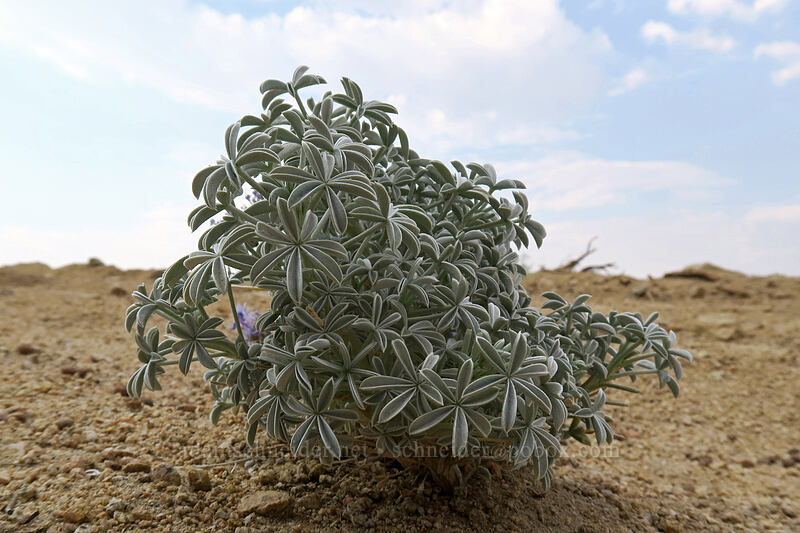 grape soda lupine leaves (Lupinus excubitus) [Horseshoe Meadows Road, Inyo National Forest, Inyo County, California]