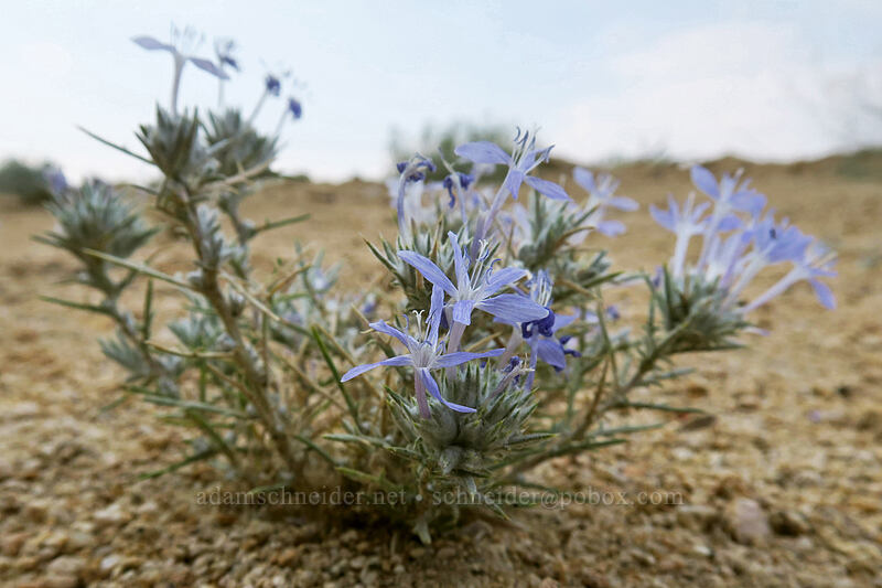 giant woolly-star (Eriastrum densifolium) [Horseshoe Meadows Road, Inyo National Forest, Inyo County, California]