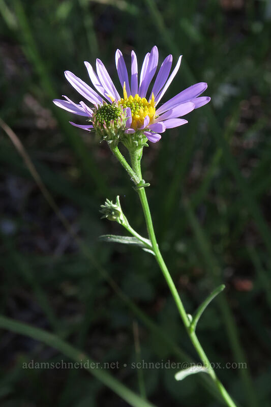 aster (Symphyotrichum sp.) [Hat Lake, Lassen Volcanic National Park, Shasta County, California]