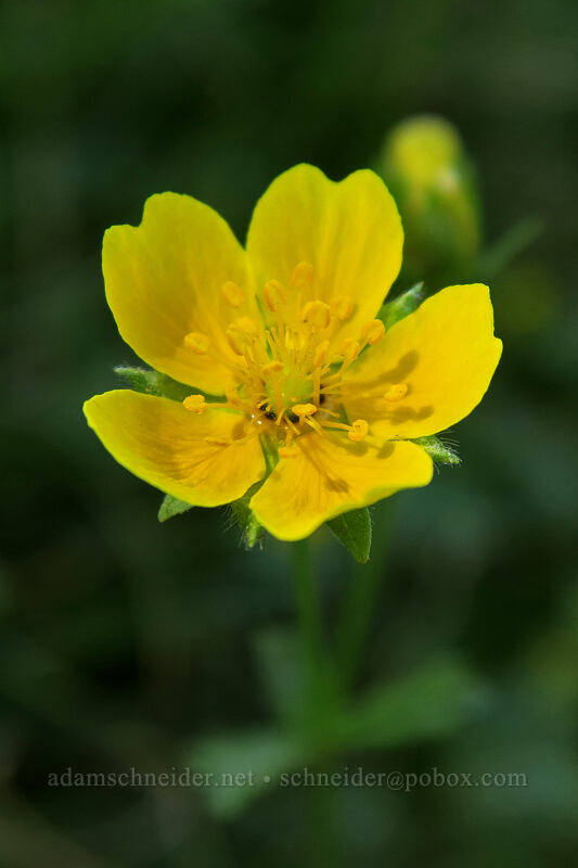 fan-leaf cinquefoil (Potentilla flabellifolia) [Cold Boiling Lake, Lassen Volcanic National Park, Shasta County, California]