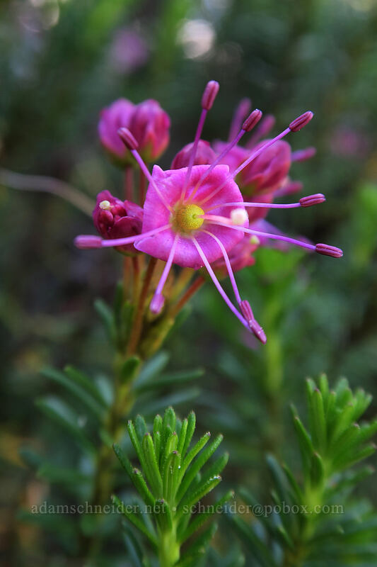 Brewer's mountain heather (Phyllodoce breweri) [Cold Boiling Lake, Lassen Volcanic National Park, Shasta County, California]
